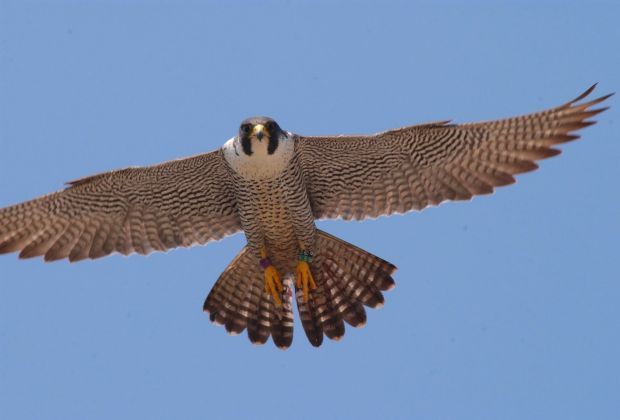 wasburn falcon 1